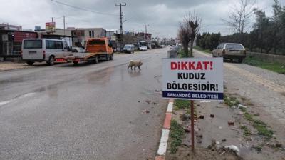 Hatay'da kuduz pani�i: 4 mahalle karantinaya al�nd�