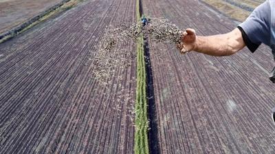 Yerli ve milli tohumda tarihi seviye! 117 �lkeye ihra� ediyoruz