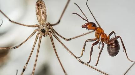 Kar�nca ve �r�mcek buna geliyor! Hemen evden uzakla�t�r�n...