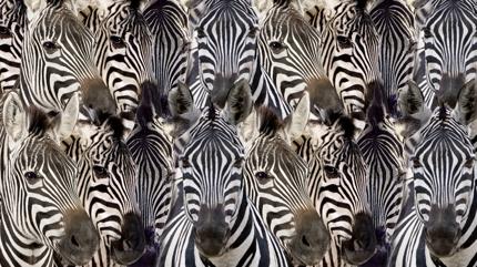 Zeka testi: Zebralar�n i�indeki kartal nerede? 830 ki�iden 25'i 10 saniyede buldu