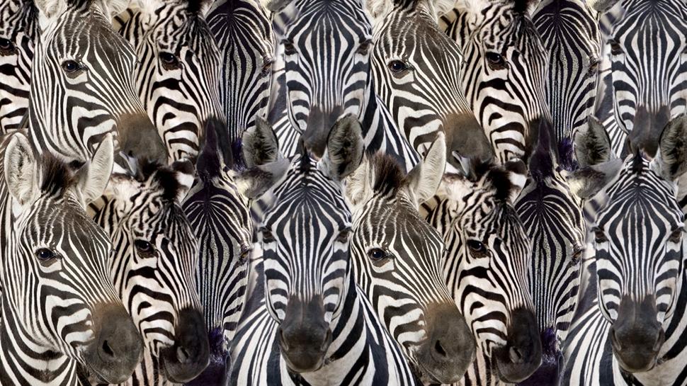 Zeka testi: Zebralar�n i�indeki kartal nerede? 830 ki�iden 25'i 10 saniyede buldu