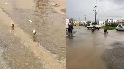 Bodrum'da ya��� sonras� g�let ta�t�: Asfalta bal�k ya�d�