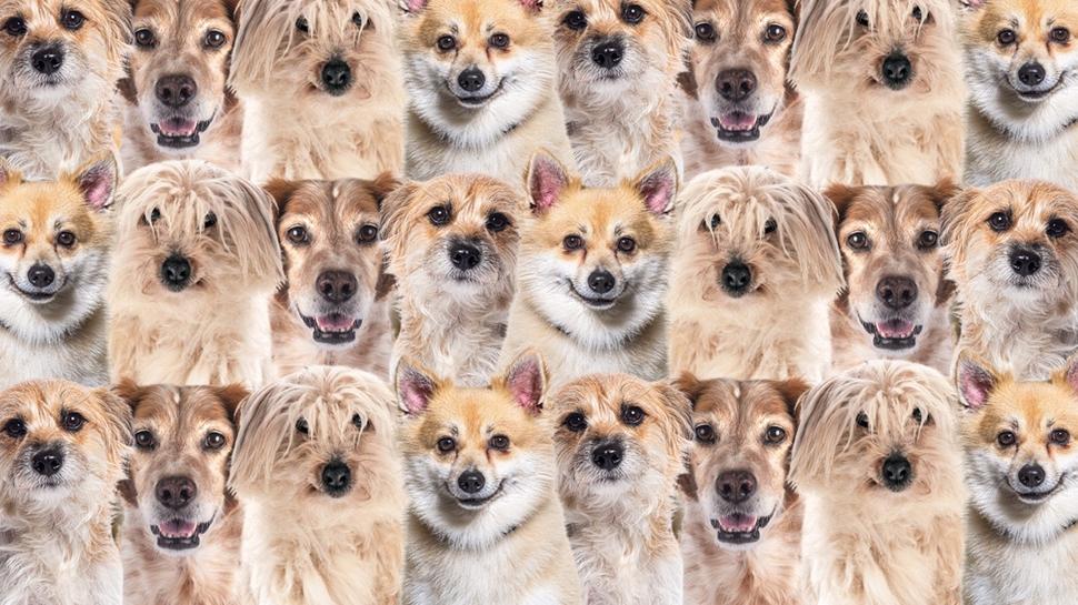 Zeka testi: K�peklerin aras�ndaki sakl� k���k kedi nerede? 520 ki�i denedi 12'si buldu