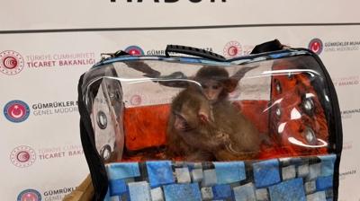 Hayvan ka�ak��lar�na ge�it yok: 2025'te 51 operasyon