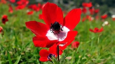 �lk cemre ne zaman d��ecek? Havalar ne zaman �s�nacak?