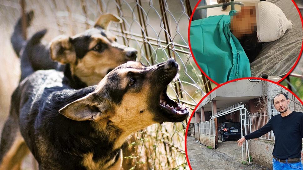 Ba��bo� k�pek deh�eti! �eteden tesad�fen kurtuldu