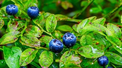 Akci�erin olmazsa olmaz� 10 besin! Bro�lar� rahatlat�yor