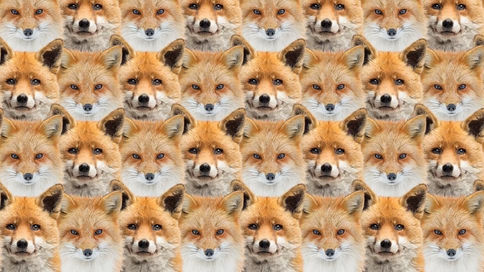 Zeka testi: Tilkilerin içindeki tek kurt nerede? 615 kişi denedi 12'si başarılı oldu