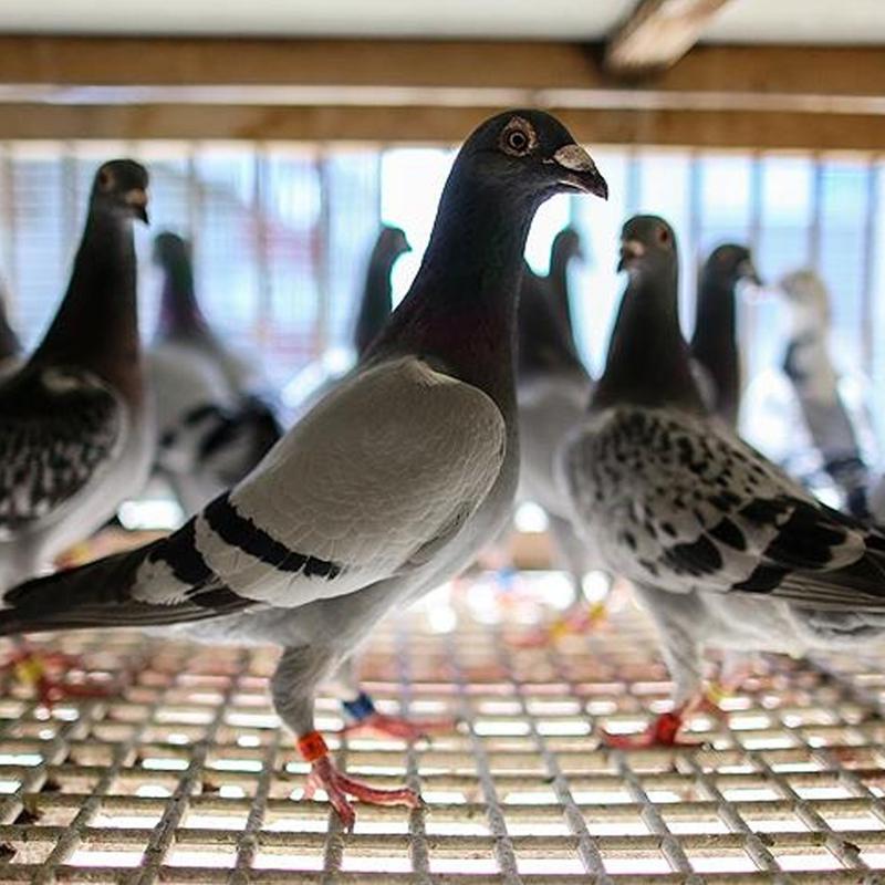 Polonya'dan tuhaf karar... G�vercinlere do�um kontrol� uygulanacak