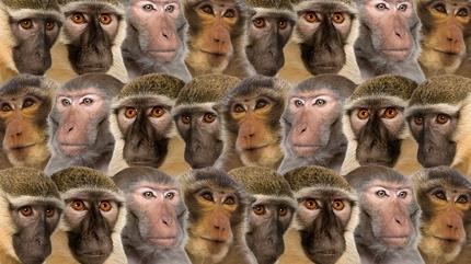 Zeka testi: Maymunlar�n aras�ndaki sakl� civciv nerede? 750 ki�iden 11'i ba�ar�l� oldu