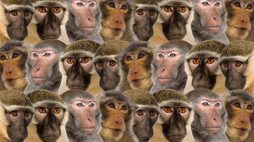 Zeka testi: Maymunlar�n aras�ndaki sakl� civciv nerede? 750 ki�iden 11'i ba�ar�l� oldu