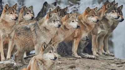 Zeka testi: Kurtların arasındaki saklı kanarya nerede? 545 kişi denedi 21'i buldu