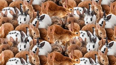 Zeka testi: Çok tavşan var! Gizli kedi nerede? 520 kişiden 15'i 9 saniyede buldu