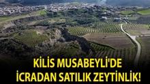 Kilis Musabeyli'de icradan sat�l�k zeytinlik!