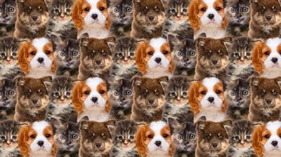 Zeka testi: Çok kedi ve köpek var! Gizli civciv nerede? 650 kişiden 19'u 7 saniyede buldu