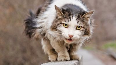 10 kuduz a��s�ndan 8'i kediler y�z�nden