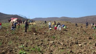 Yanan alanlara umut dikildi: Hatay'da ye�il seferberlik