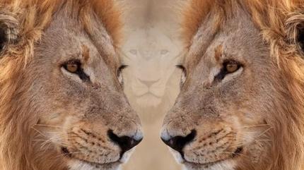 Zeka testi: Resimdeki 7 aslan nerede? 10 saniye s�re var! Galatasarayl�lar bile bulamad�