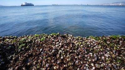 �zmir K�rfezi'nde midyelerde hepatit A ve norovir�s tespit edildi�i iddialar�na ili�kin a��klama