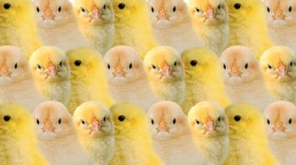 Zeka testi: Civcivlerin aras�ndaki sakl� k�pek nerede? 440 ki�iden 25'i 7 saniyede buldu