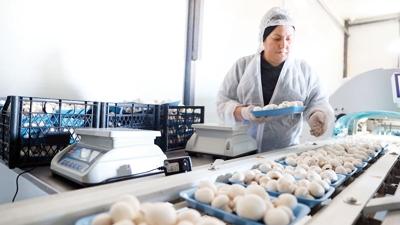 Hibeyle kurdu 60 ton mantar �retiyor