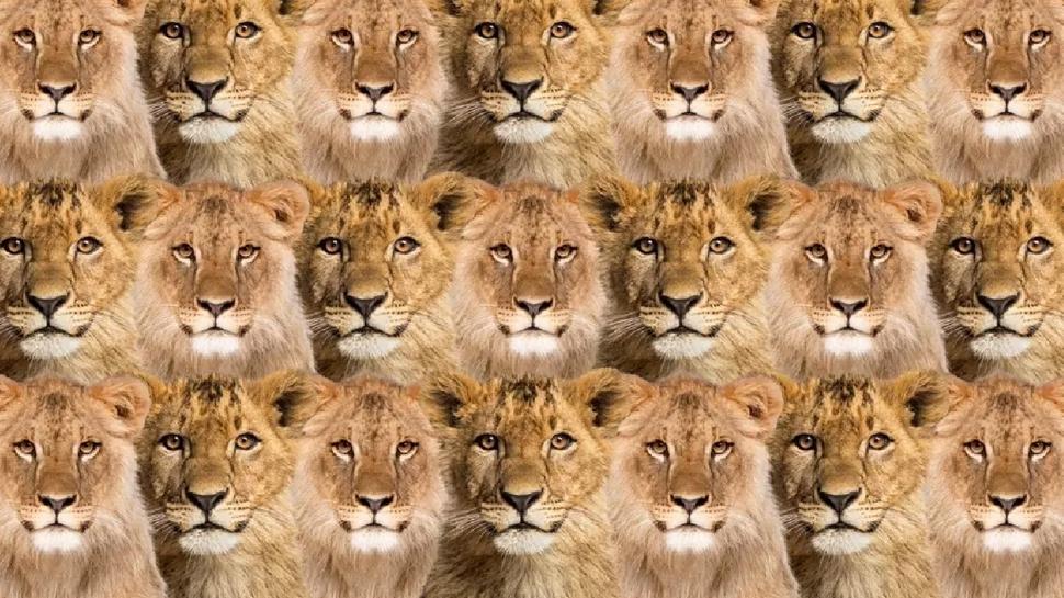 Zeka testi: �ok aslan var! Gizli kartal nerede? 810 ki�iden 21'i 7 saniyede buldu