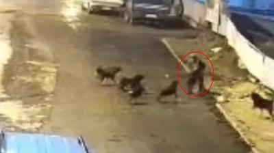 Teravih d�n��� deh�eti ya�ad�: Ba��bo� k�peklerle b�yle m�cadele etti