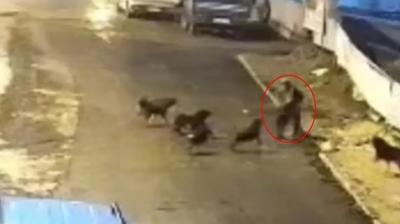 Teravih d�n��� deh�eti ya�ad�: Ba��bo� k�peklerle b�yle m�cadele etti