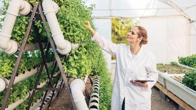 Nane �retimi 10 y�lda y�zde 80 y�kseldi