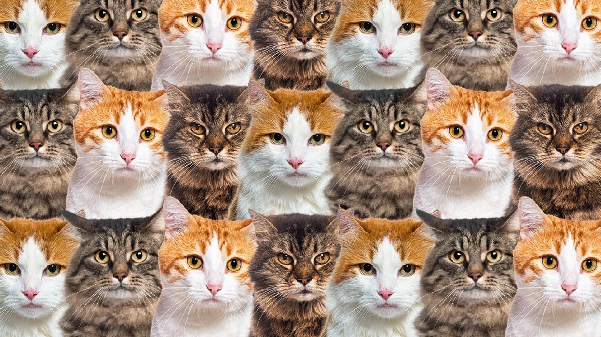 zeka kedi yavru k�pek optik ill�zyon test foto�raflar� resimleri