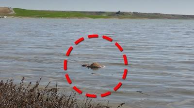 Barajda mide buland�ran g�r�nt�! Le�ler su y�zeyine vurdu