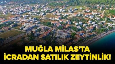 Mu�la Milas'ta icradan sat�l�k zeytinlik!