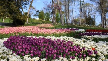 2026 �stanbul Lale Festivali ne zaman? Emirgan Korusu laleler ne zaman a�ar?