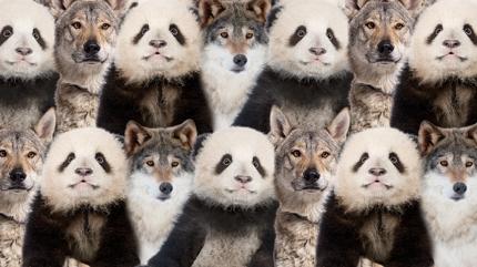 Zeka testi: Panda ve kurtlar�n i�indeki kedi nerede? 720 ki�iden 12'si 7 saniyede buldu