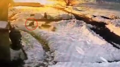 Kurt s�r�s�n� k�rekle kovalad�... O anlar kamerada