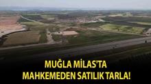 Mu�la Milas'ta mahkemeden sat�l�k tarla!
