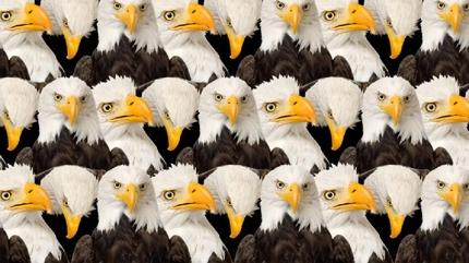 Zeka testi: Kartallar�n aras�ndaki sakl� aslan nerede? 9 saniyede 560 ki�iden 21'i buldu