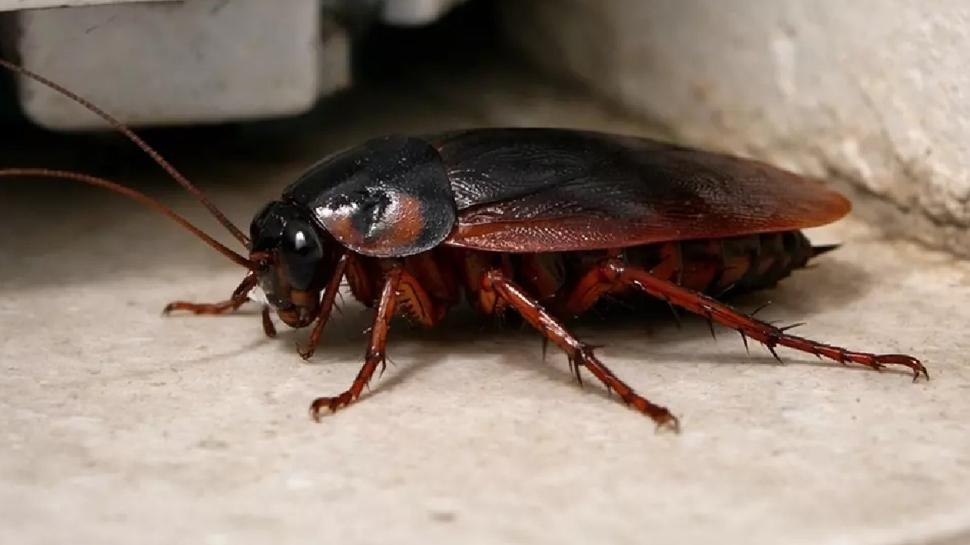 Hamam b�cekleri buna geliyor! Hemen evden at�n...