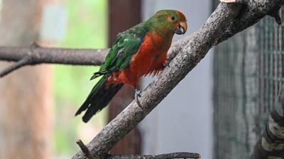 Egzotik hayvan ticaretine operasyon! 39 papa�ana el konuldu