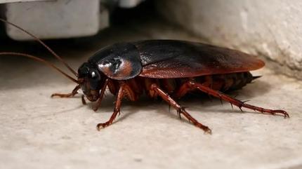 Hamam b�cekleri buna geliyor! Hemen evden at�n...