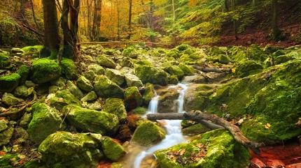 Zeka testi: Ormandaki gizli geyik nerede? 590 ki�iden 18'i 10 saniyede buldu