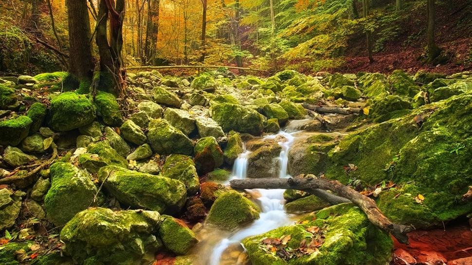 Zeka testi: Ormandaki gizli geyik nerede? 590 ki�iden 18'i 10 saniyede buldu