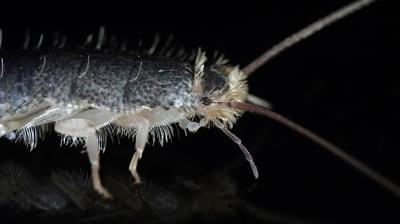 Banyo böcekleri buna geliyormuş! İşte o haşerelerden kurtulmanın yolu