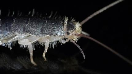 Banyo b�cekleri buna geliyormu�! ��te o ha�erelerden kurtulman�n yolu