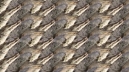 Zeka testi: Timsahlar�n aras�ndaki sakl� kedi nerede? 720 ki�iden 19'u 7 saniyede buldu