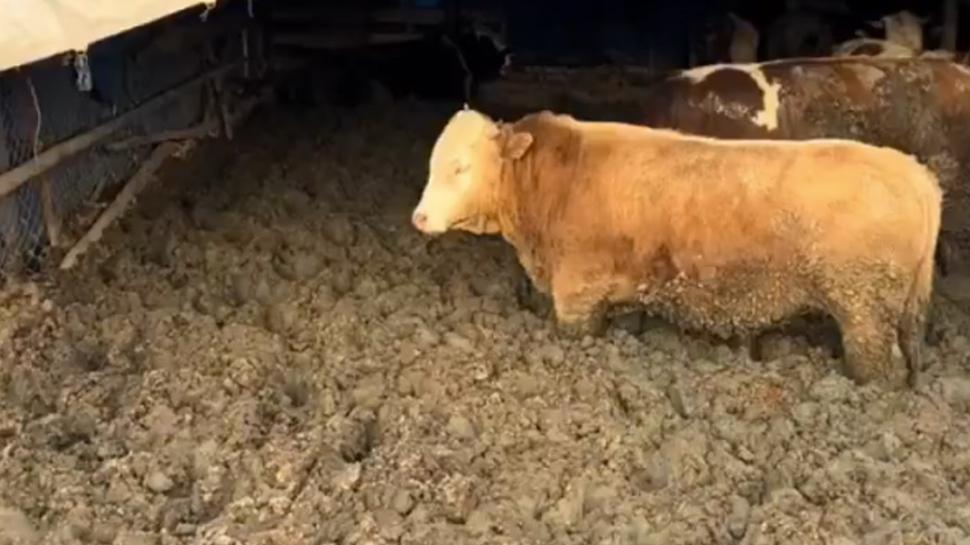 Vicdans�zl���n b�ylesi! �amurlu i�kenceye ceza