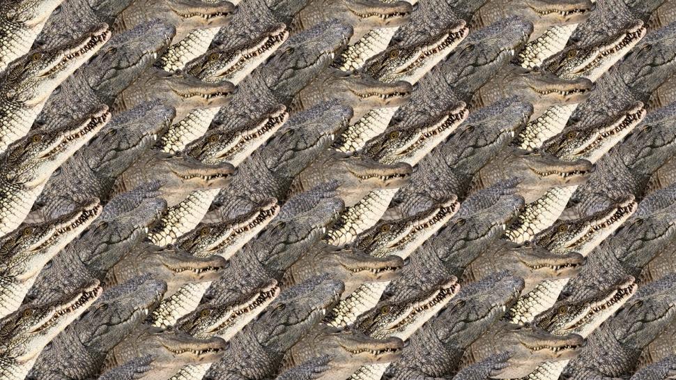 Zeka testi: Timsahlar�n aras�ndaki sakl� kedi nerede? 720 ki�iden 19'u 7 saniyede buldu