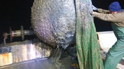 �zmir K�rfezi'nde �evre katliam�! Fo�al� bal�k��lardan isyan etti