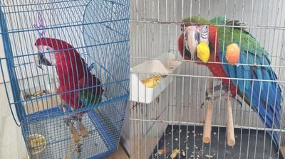 T�rkiye s�n�r�nda ka�ak papa�an giri�imi