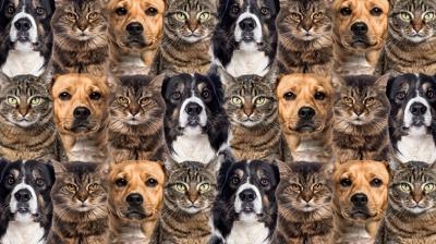 Zeka testi: Kedi ve köpeklerin içindeki tavuk nerede? 865 kişiden 37'si 7 saniyede buldu